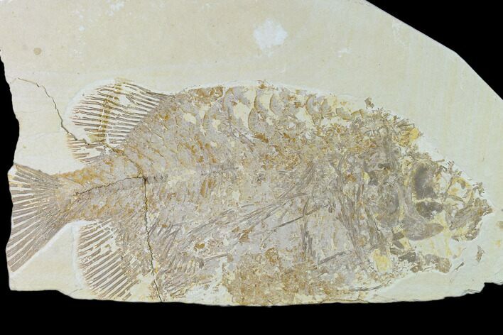 Bargain, Phareodus Fish Fossil - Uncommon Species #138581